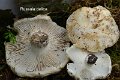 Russula delica-amf1690-1